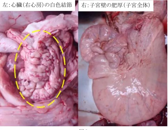 図 3  イ  組織所見              剖検時、白色結節が認められた心臓および腎臓、壁の肥厚および硬結の認められ た子宮、腫大したリンパ節および腹腔内に認められた腫瘤では、腫瘍性リンパ球の 重度浸潤が認められた（図 4 左）。腫瘍性リンパ球の浸潤は第四胃や消化管でも認 められた。腫瘍性リンパ球の浸潤の著しかった心臓および子宮を用いて実施した免 疫組織化学的検査では、腫瘍性リンパ球は抗ヒト CD79αマウスモノクローナル抗体 陽性（図 4 右上）、抗ヒト CD3 マウスモノクローナル抗体陰性（図 