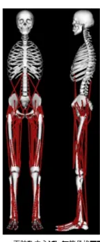 図 2 骨のリンク構造 Fig. 2 Link structure of the bone