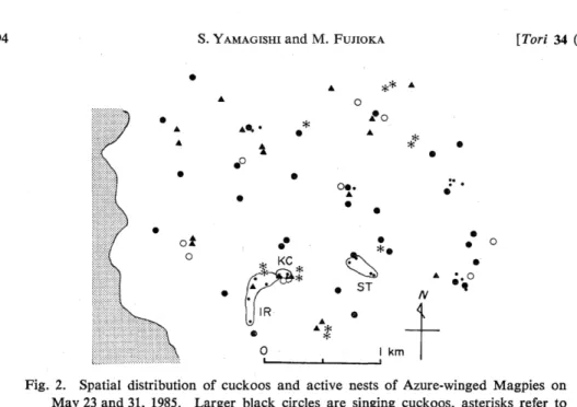 Fig.  2.  Spatial  distribution  of  cuckoos  and  active  nests  of  Azure-winged  Magpies  on     May  23  and  31,  1985
