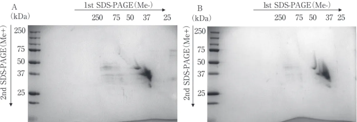 Table １ Protein surface hydrophobicity of TaPDI - and TaERO１-processed commercial gliadin（Glia A）