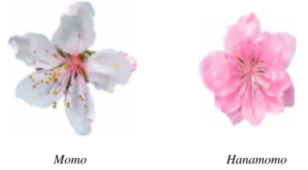 Fig． １ Flowers of the edible peach Momo and the ornamental peach Hanamomo