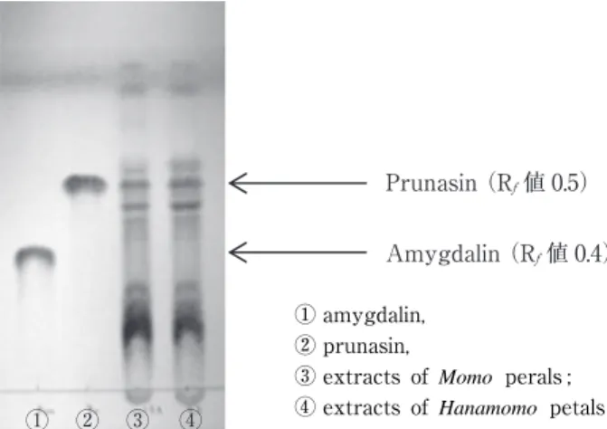 Fig． ４ TLC chromatogram of extracts of Momo and Hanamomo petals