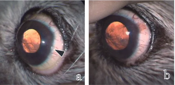 Fig. ₄ MMC 処置後 ₃₈ 日目（a）と ₈₀ 日目（b）の左眼開眼所見。 MMC 処置後 ₃₈ 日目には ₆-₇ 時位置の腫瘍は消失し，