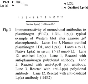 Fig. 1  Immunoreactivity  of  monoclonal  antibodies  to plasminogen  (PLG),  LDL,  Lp(a):typical example  of  Western  blot  after  agarose  gel electrophoresis