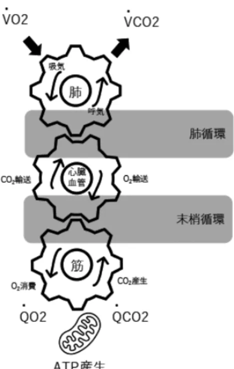 Fig. 2 Changes in lung volume fraction.