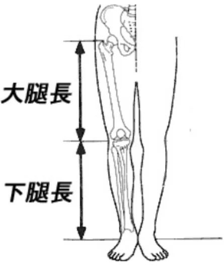 図 3.4 大腿長と下腿長 