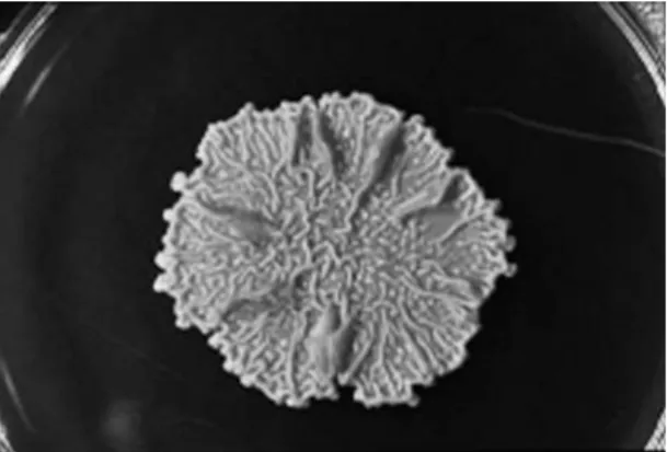 Fig. 4. Scanning electron micrograph of aerial mycelia of Nocardia asteroides.