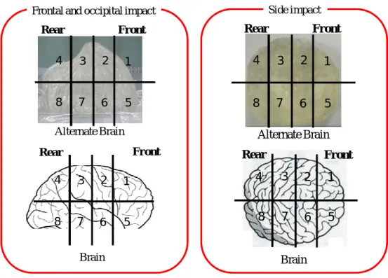 Fig. 8 Divide method of alternate brain 