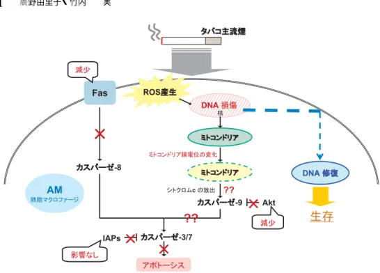 図 16 喫煙による AM のアポトーシス抑制機構 られた．この AM 数の増加は，喫煙により肺内に取り込まれた多量のタバコ煙粒子を排除する ために AM が集積したためや，AM のアポトーシスが抑制されることによる可能性がある．ま た，喫煙による BALF 中の単球遊走性因子の増加による可能性も報告されている [33]． 喫煙が AM の形態に及ぼす影響について検討した．Dot Plot 解析により NS 群に比べ S 群の AM で FSC 値および SSC 値の増加が認められた．これは細胞が大型化し，