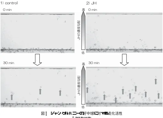 図 4 ジャングルハニーの好中球に対する走化活性 : 移動細胞