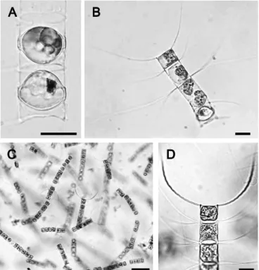 Table 1. List of diatom species of resting stage cells identified from  sediments of Ise Bay based on the morphological characteristics.