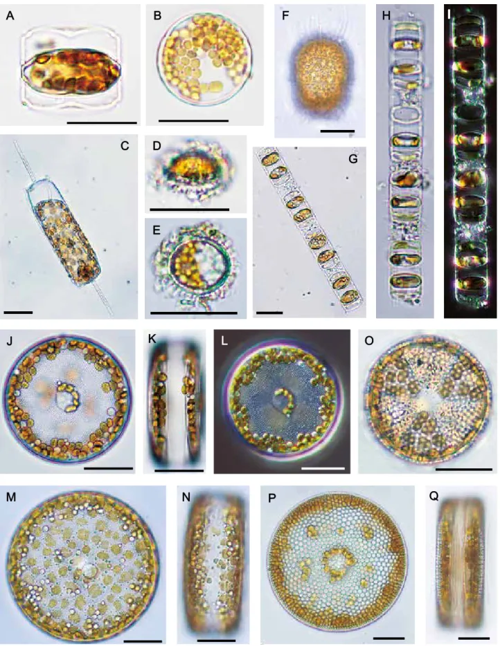 Fig. 5. Optical photomicrographs of resting stage cells observed in sediments of Ise Bay