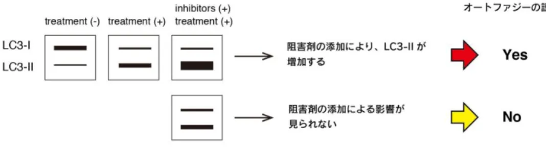 図 2.  オートファジー誘導の解釈 