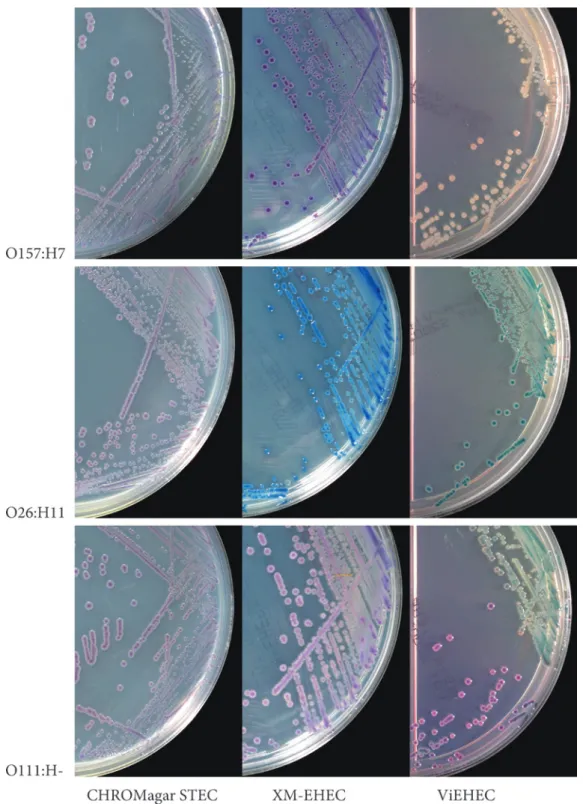 Fig. 1. Representative observation on CHROMagar STEC, XM-EHEC and ViEHEC