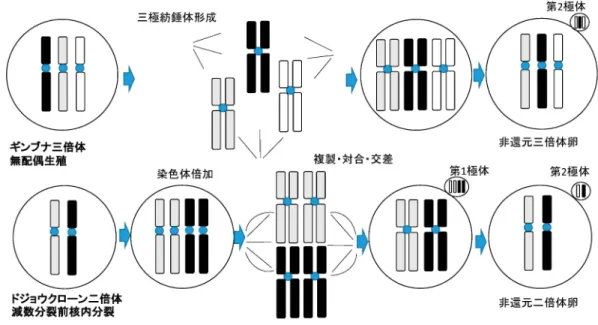 図 1 非還元卵形成機構 上段ギンブナ三倍体に見られる「無配偶生殖」，三極紡錘体形成により減数分裂の第一分裂がスキップされ，第二分裂で非 還元三倍体卵が形成される。下段ドジョウクローン二倍体に見られる「減数分裂前核内分裂」，すべての染色体が倍加し， 姉妹染色体があたかも相同染色体のように複製，対合，交差（同じエレメントの交換なので変異は生じない）を行い，二回の 減数分裂を経て，非還元二倍体卵が形成される。 二倍体は分布しない。従って，クローンは現生の雑種ではなく，過去の交雑に起源すると考えられる。81