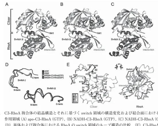 図 1   C3-RhoA 複合体の結晶構造とそれに基づく switch 領域の構造変化および結合面における相互 作用領域（A）apo-C3-RhoA（GTP）, （B）NADH-C3-RhoA（GTP）, （C）NADH-C3-RhoA（GDP）, 