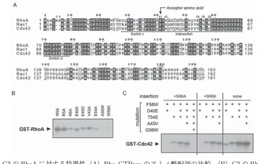 図 1E に C3 と RhoA の相互作用を示す。C3 は RhoA を NAD 近傍の 4 つのループと少し離れた 1 つのループ VI で認識する。これらのループは loop II（45-52：活性部位 ループ）, loop III（100-110：
