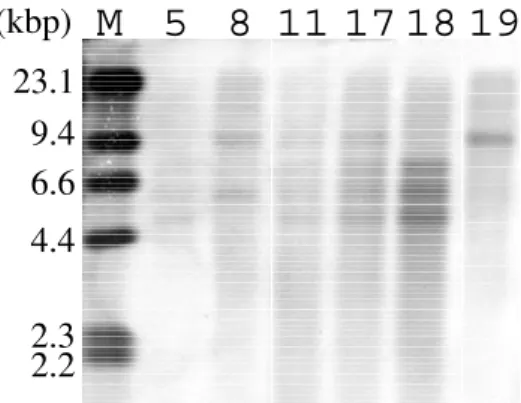 図 4 ． 遺伝子の推定翻訳産物のアミノ酸変異と PPR モチーフの関係 Cmt :  コメット，Hmd :  ハマダイコン，Enk :  園紅，Ksn :  コセナダイコン，Msg : MS 源助図2．のcDNA全長をプローブとするF2集団各個体のサザン解析（続き）注釈は図1参照図3．コメットのつぼみから調製した全RNAを用いたRT PCR ＋は逆転写反応液中に酵素を含むが，−は酵素を含まない。M：分子サイズマーカーに用いたラムダファージDNAのdIII消化物