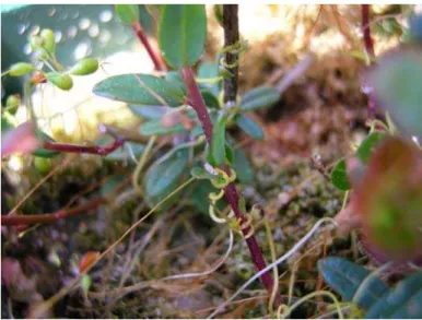 Figure 1. Dodder climbing and encircling a cranberry stem. 