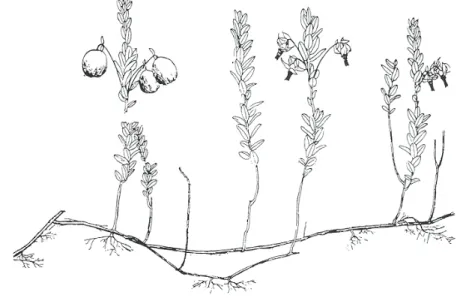Figure 2. Schematic of cranberry uprights (vegetative and reproductive) and stolon growth [24]
