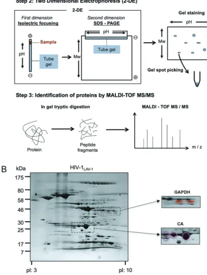 Fig. 2  Proteome analysis of infectious HIV-1 particles