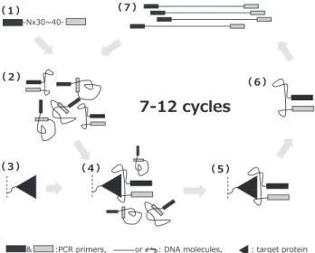 Fig. 1  Schematic diagram of Aptamer development