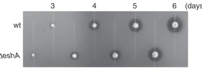 Fig. 3. Streptomycin production by the eshA mutant. Wild- Wild-type and eshA cells were grown at 28  C on TSB agar for the indicated number of days, and were then overlaid with soft agar containing B