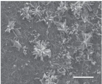 Fig. 1. Scanning electron micrographs of isolate IR20-55 T grown on HV agar for 3 weeks at 28  C