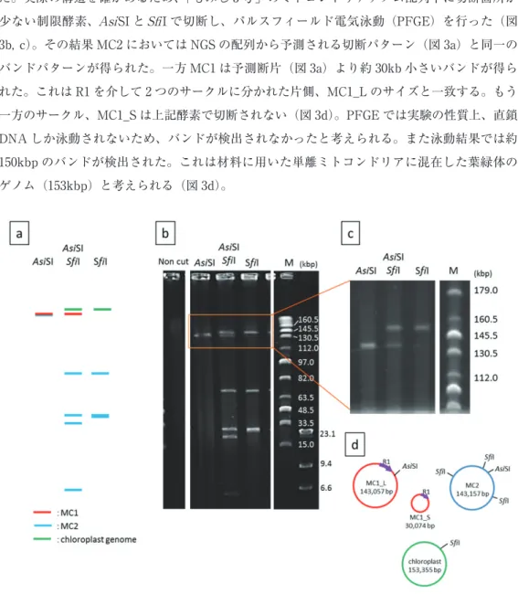 図 3　「もみじ 3 号」のミトコンドリアゲノム構造の決定
