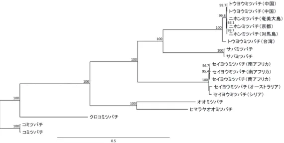 図 3  ミトコンドリア DNA 上に存在する 13 個のタンパク質コード遺伝子の情報を元に作成したミツバ チ属の最尤分子系統樹。