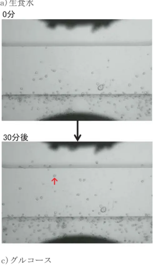 図 4 レンゲ蜂蜜の好中球に対する走化活性  ：移動好中球 蜂蜜最終濃度（10 mg/ml）
