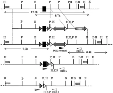図 2 Has2 cKO のターゲティングベクターと相同組換えの模式図