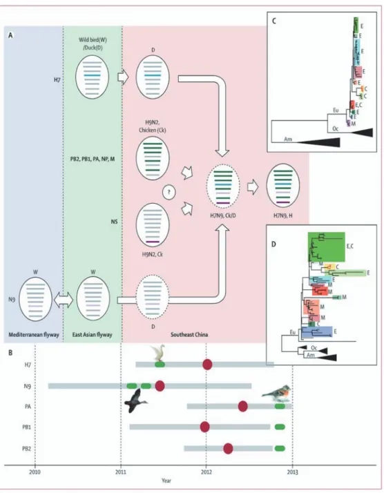 図 1  H7N9 亜型鳥インフルエンザウイルスの由来（Liu et al., Lancet, 2013）