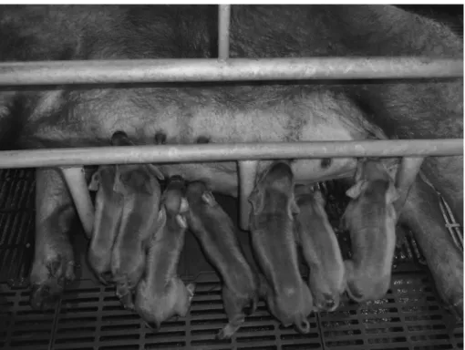 Fig. 5. Piglets by surgical embryo transfer. Blastocysts vitrified were warmed and diluted in 3 ml of PWDS incubated at 39℃ in a syringe.
