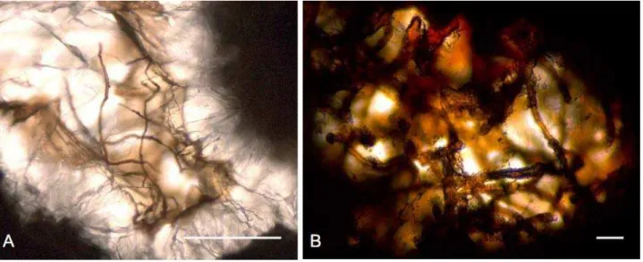 Figure 2. Microphotographs of microfossils in carbonate-filled veins and vesicles in  basalts