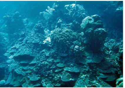 Figure 1. Structurally sound coral reef at 30 m depth, Roatan, Honduras, 1977. These reefs  were  coral  dominated  while  algae  were  a  minor  component  of  this  ecosystem