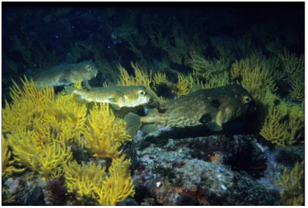 Figure  2.  Typical ahermatypic soft corals, Cap Verte Peninsula, Senegal, 1984 impact of  elevated nutrient concentrations on tropical coral reefs