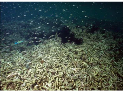 Figure  3.  Dense  concentrations  of  macro-algal  grazing  Diadema  antillarum  sea  urchins  flourish  off  Grand  Anse  Beach,  Grenada,  1988  clearing  patches  of  algae  where  nutrient  pollution  was  known  to  have  caused  the  algae  to  smot