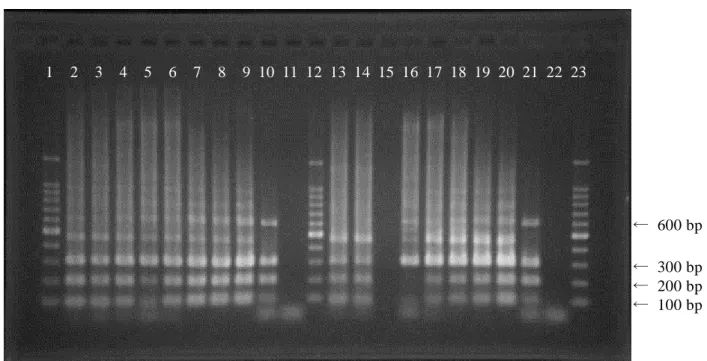 Fig. 1      Comparison of DNA extraction methods of Salmonella Choleraesuis mixed with rice bran  a) Rice bran was incubated in pre-enrichment broth at 37 °C for 16 hours and then mixed 