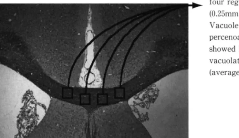 Fig.  2  Estimation  of  white  matter  lesions.  After  KB  staining  white  matter  rarefaction  was 