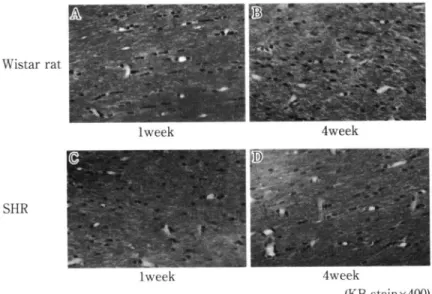 Fig.  3  White  matter  changes  in  the  sham  group.  No  changes  in  white  matter  were  seen  in   either  the  SHR  or  Wistar  sham  animals  at  any  time  point.