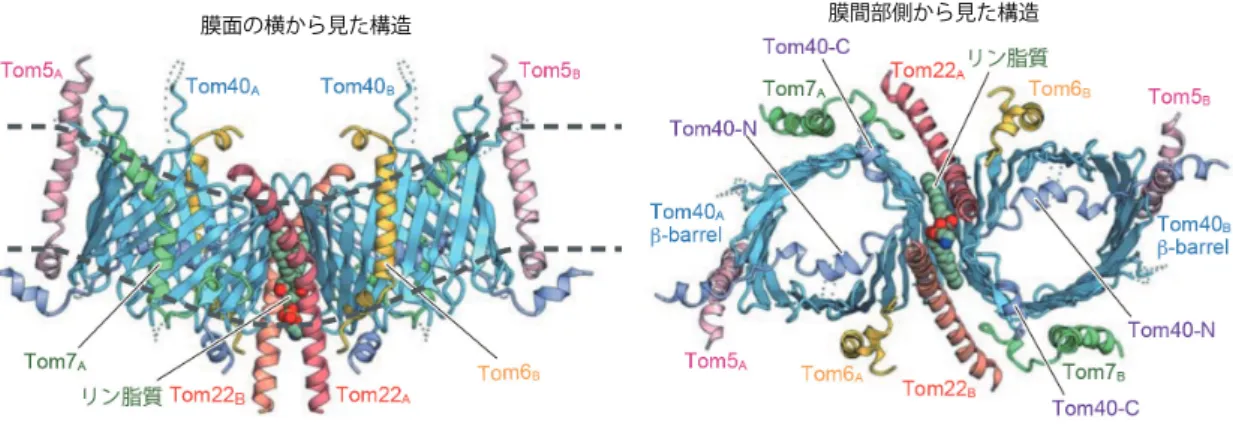 図 1 TOM 複合体のクライオ EM 構造（分解能 3.8 Å）（ Araiso et al. (2019) Nature ）    b バレル型膜タンパク質 Tom40 の膜透過チャ ネル間界面に Tom22 が 2 分子，リン脂質が 1 分子入り込むことで，チャネルが傾き，二分子膜が曲がっている。 Tom40 の N 端はチャ ネルを外から中に貫き， Tom5 により安定化されている。