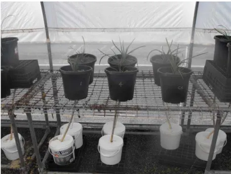 Figure 2. Wicking Tank pilot study experimental set-up. A sealed water chamber connected  to the potted plant by a vacuum-sealed fibreglass wick to transfer water