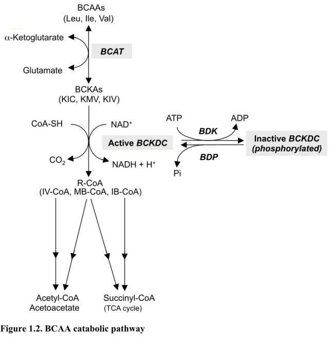 Figure 1.2. BCAA catabolic pathway  BCAT:  branched-chain 