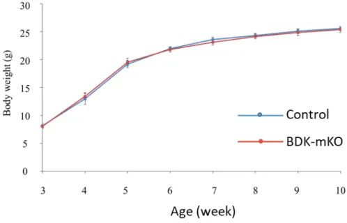 Figure  1.4.  Growth  curves  from  8  weeks  old  to  13  weeks  old  of  control  and  BDK-mKO mice [30] 