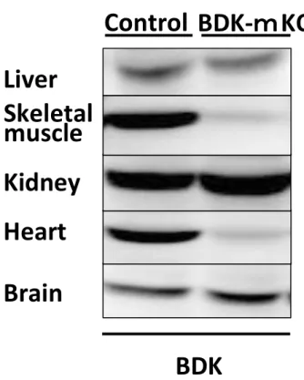 Figure 1.5. Western blotting of BDK in control and BDK-mKO mice [30] 