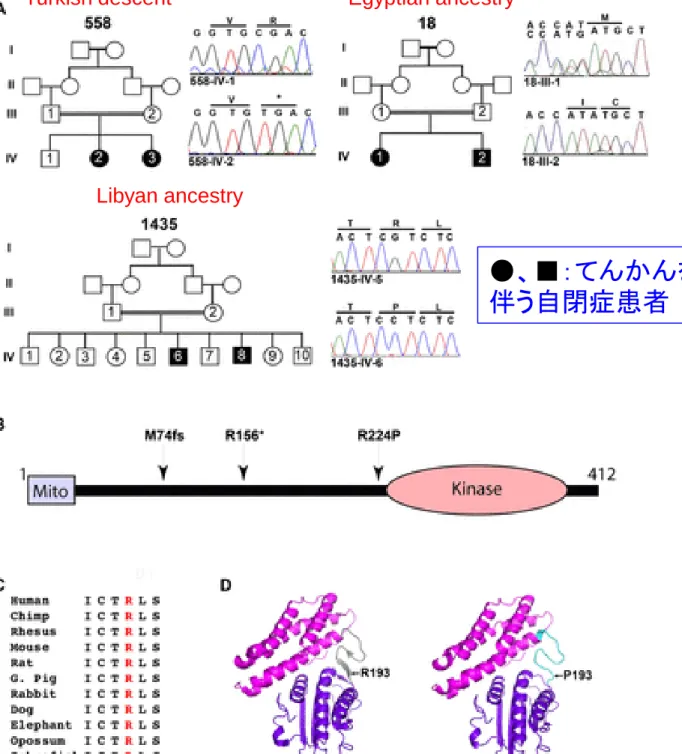 Fig. 1.  BDK遺伝子の変 異を持つヒトは知的障害 と癲癇発作を起こす