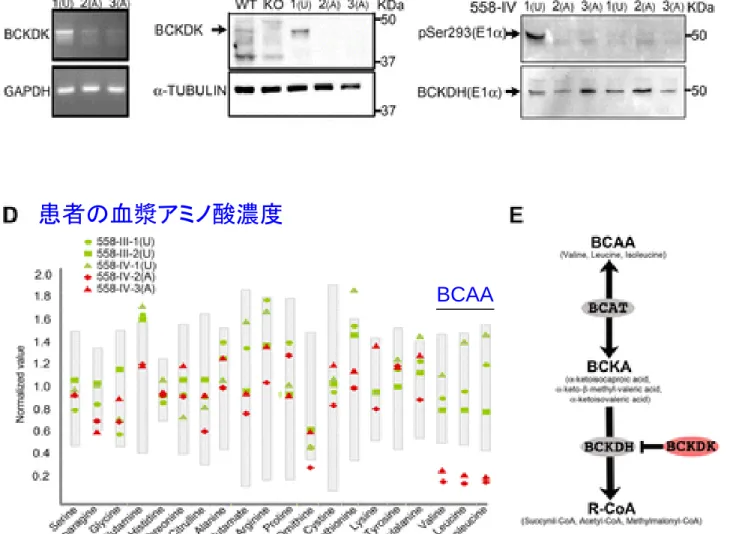Fig. 2 Effect of BCKDK p.R156* mutation in affecteds compared with unaffected from Family  558 