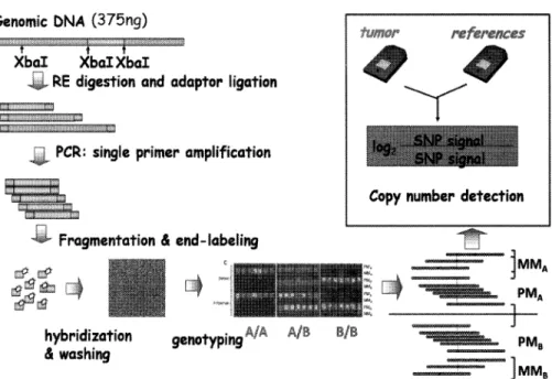 Fig.  2  Advantage  of  analysis  using  CNAG/AsCNAR  algorithm