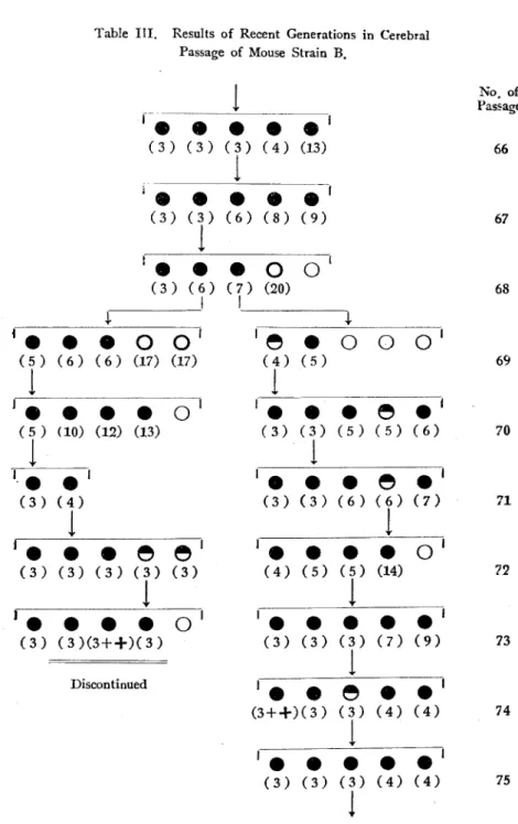 Table  III.  Results  of  Recent  Generations  in  Cerebral  Passage  of  Mouse  Strain  B .